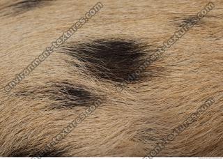 photo texture of fur 0022